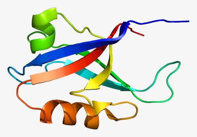 The structure of AFDN