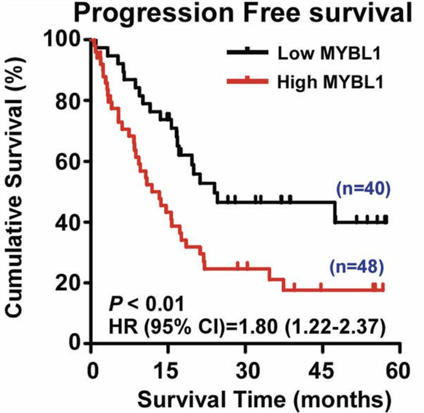 High expression of MYBL1 is associated with poor cumulative survival