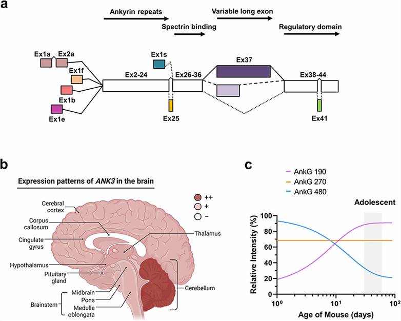 Spatiotemporal expression of different isoforms of ANK3 in the brain.