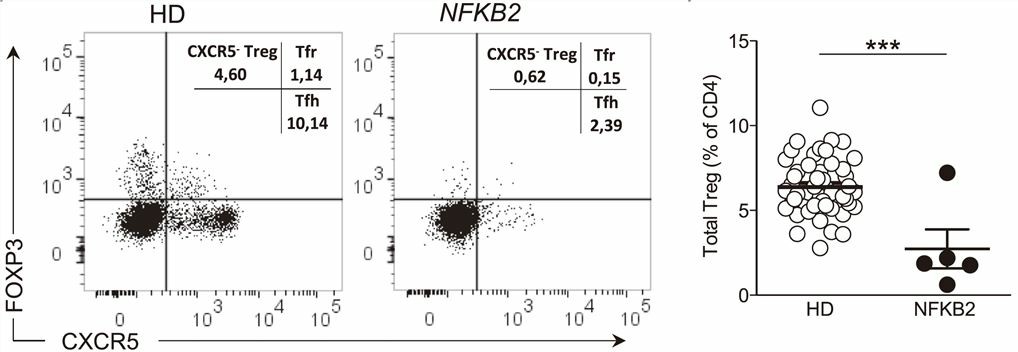 Reduction of follicular helper and CD4+ regulatory T cells is observed in patients with NFKB2 mutation