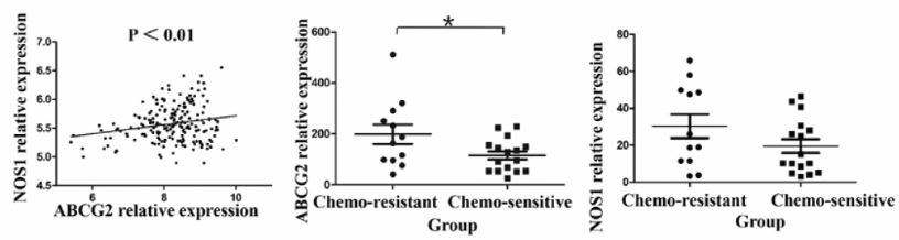 Both NOS1 and ABCG2 are enriched in chemo-resistant OC