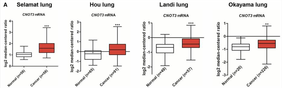 Elevated CNOT3 expression is observed in LC tissues than in normal tissues