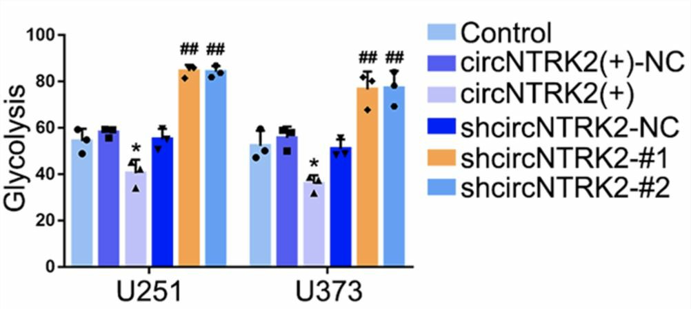 Overexpression of circNTRK2 can promote glycolysis whereas knockdown of circNTRK2 will inhibit glycolysis in GBM cell lines