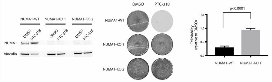 NUMA1 knockout rescues the BMI1 inhibitor-induced mitotic lethality