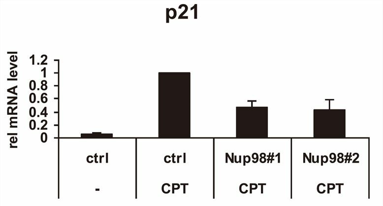 Knockdown of NUP98 can reduce p21 expression when the p53 signal pathway is activated