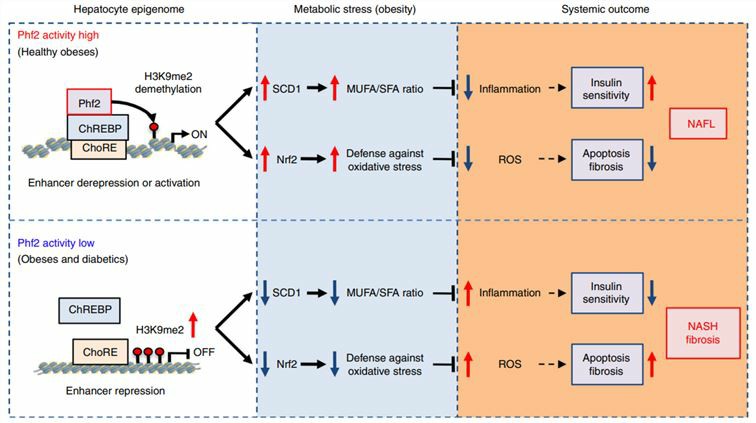 Schematic representation of PHF2 action in NAFL development and progression.