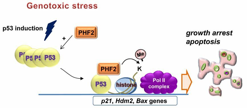 PHF2 guides p53 to target genes.