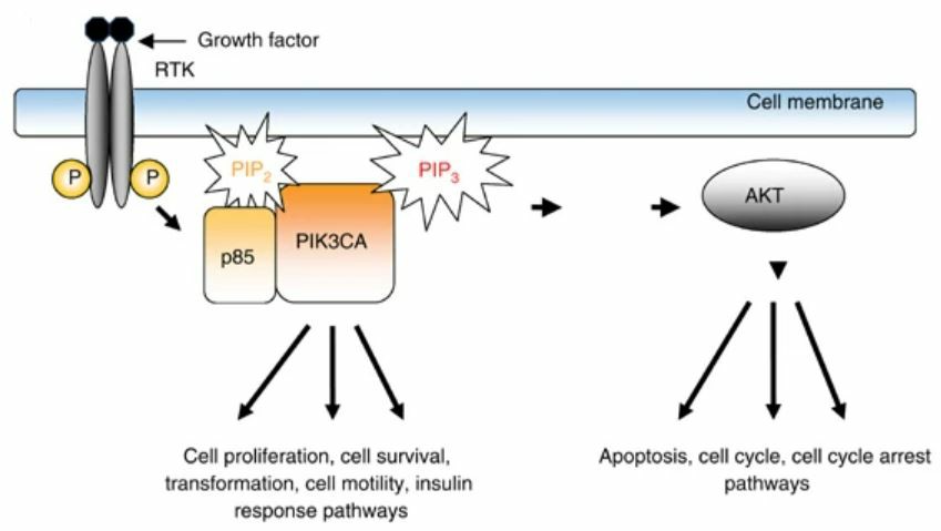 The main reaction catalysed by PI3K.