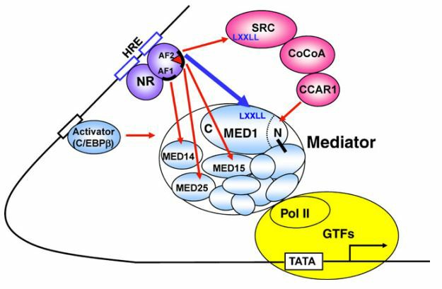 Alternative pathways for Mediator recruitment to NR target genes.
