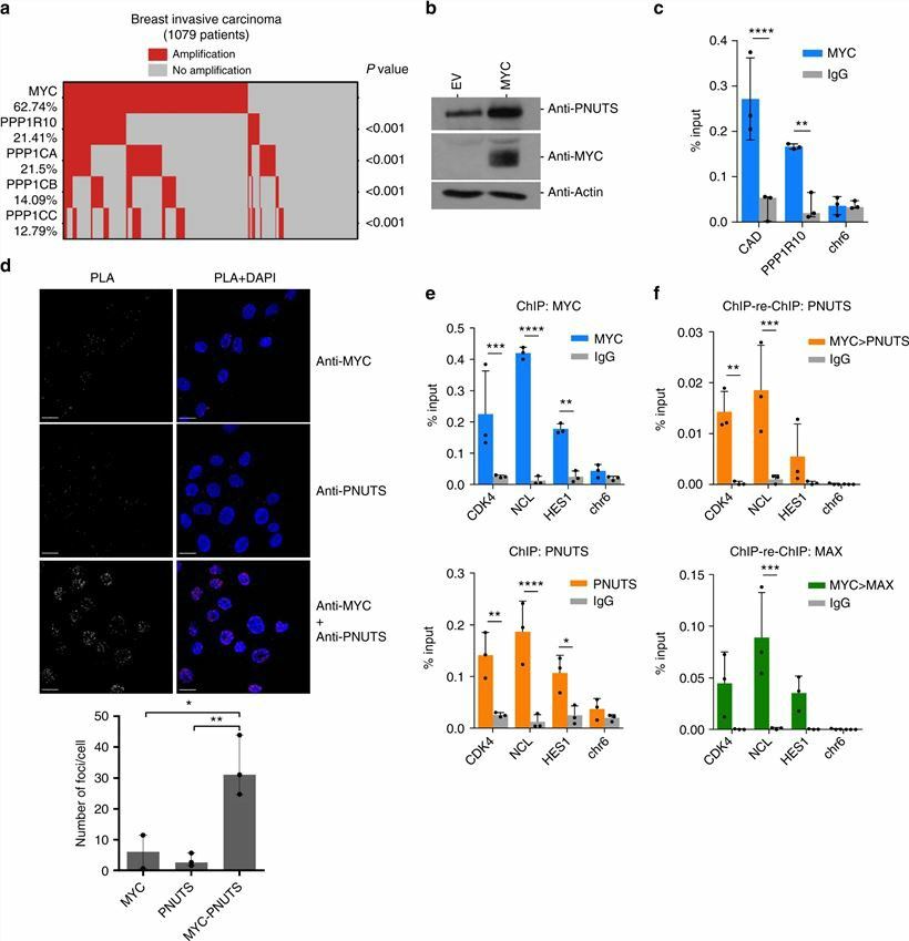 MYC and PPP1R10 (PNUTS) are co-amplified in cancer. 