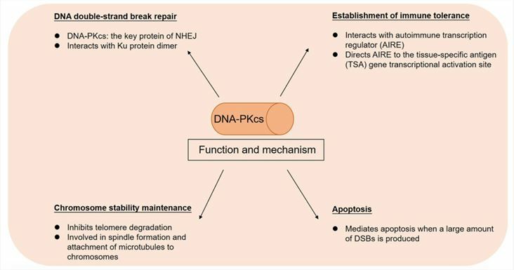 Function and mechanism of DNA-PKcs.