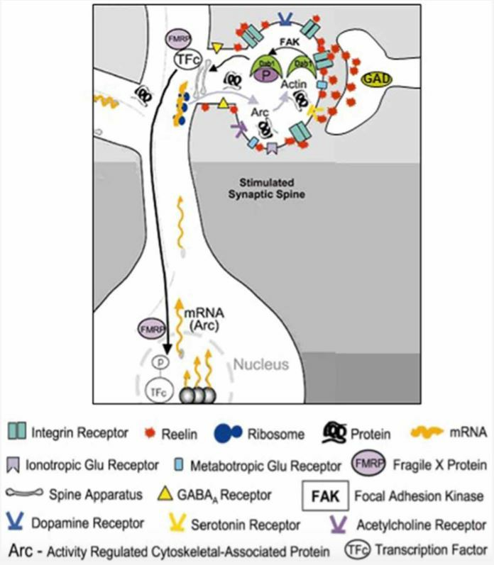 Schematic representation of the RELN signaling pathways in dendritic spines.