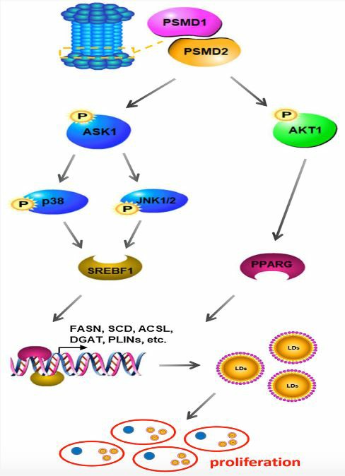 Overview of the regulatory mechanism of PSMD1 and PSMD2 that regulates tumor cell proliferation.