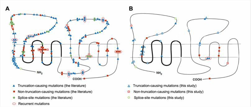 Distribution pattern of PTCH1 mutations in relation to the different domains of the Patched protein.