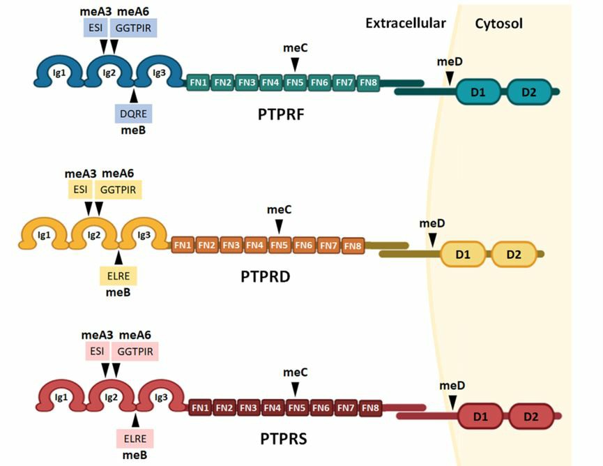 PTPRF, PTPRS, and PTPRD with similar protein structures.
