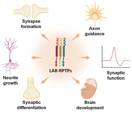 PTPRF and LAR-RPTPs participate in several neural functions.
