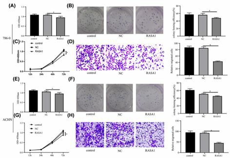 RASA1 suppresses the development of renal cell carcinoma.