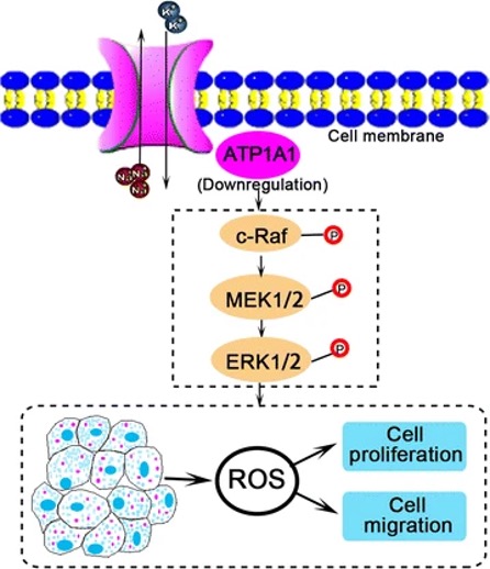 Schematic summary of ATP1A1 roles in renal cell carcinoma development.