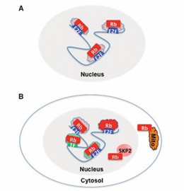 Multiple mechanisms of action of RB1. 