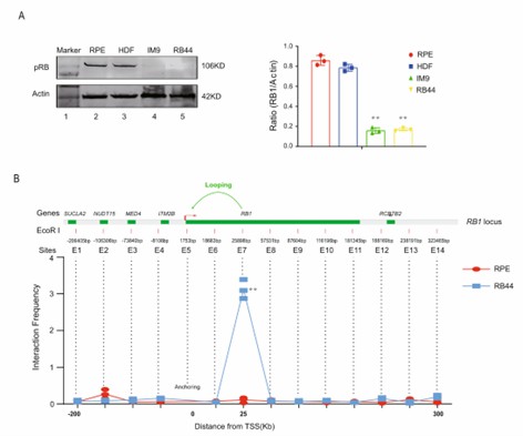 pRB abundance and effect on chromosome conformation.