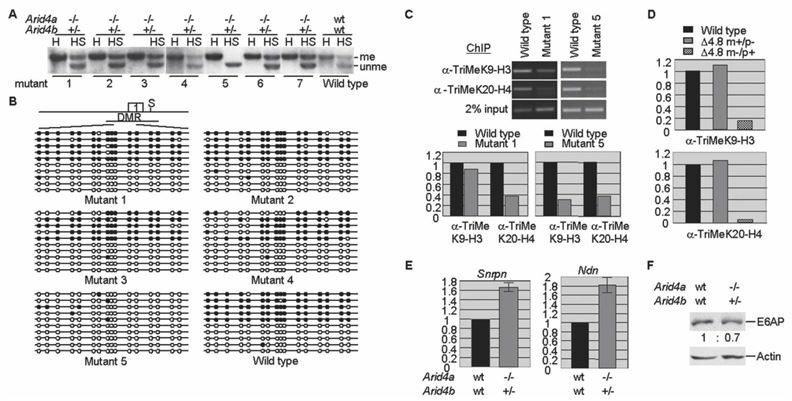Epigenetic analysis of PWS-IC in ARID4A-modified mice.