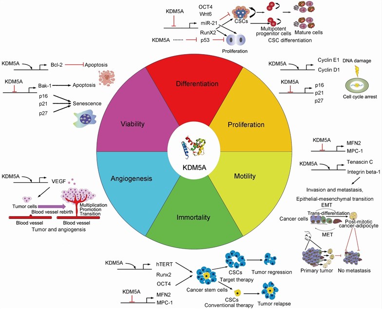 Biological function and mechanism of KDM5A.