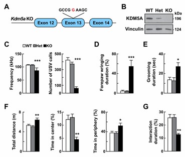 KDM5A dysfunction leads to learning and memory deficits.