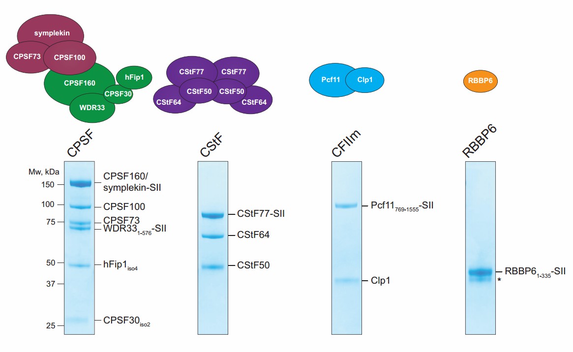 RBBP6 is not a constituent subunit of the CPSF complex.