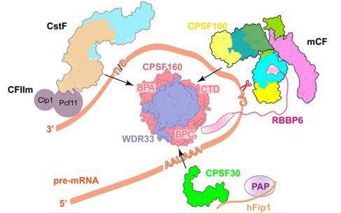 RBBP6 is critical in pre-mRNA splicing.