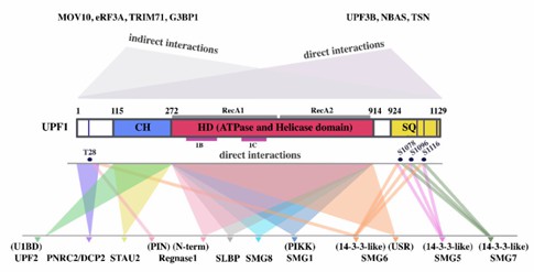 UPF1 domains and proteins that interact with them.