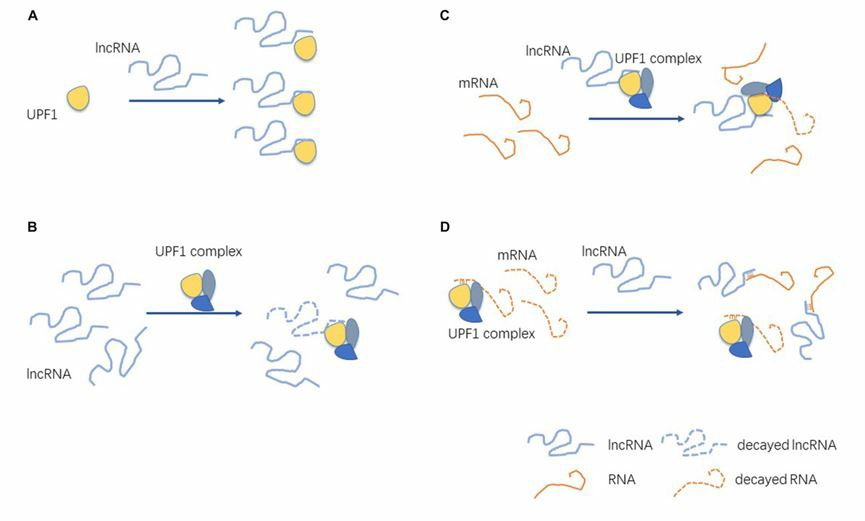 Interactions between UPF1 and LncRNA.
