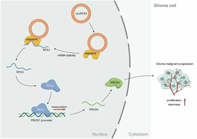 CircRFX3 up-regulates its host gene RFX3 to facilitate tumorigenesis and progression of glioma.
