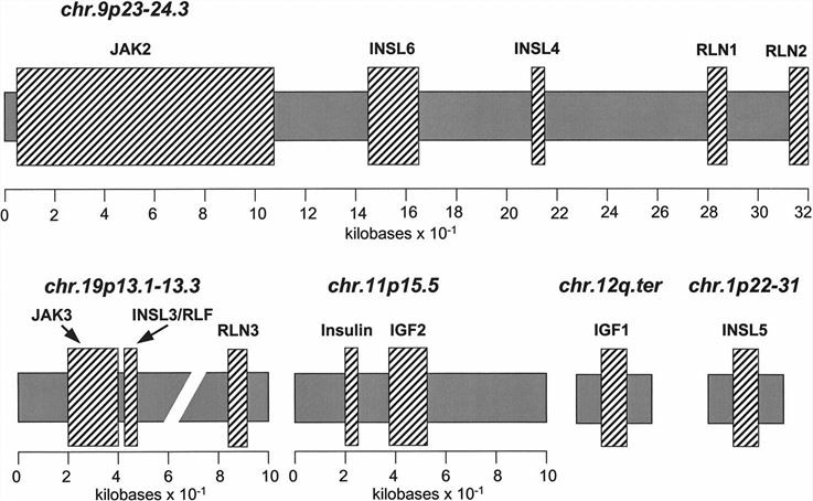 Localization of the insulin-relaxin family of hormone genes in the human genome.