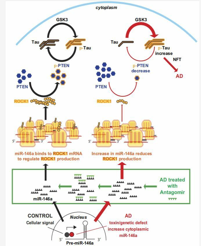 A model of the proposed inductive effects of microRNA-146a in Alzheimer’s disease (AD).