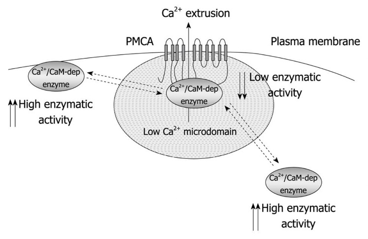 Model of plasma membrane calcium ATPase as a regulator of signal transduction pathways.