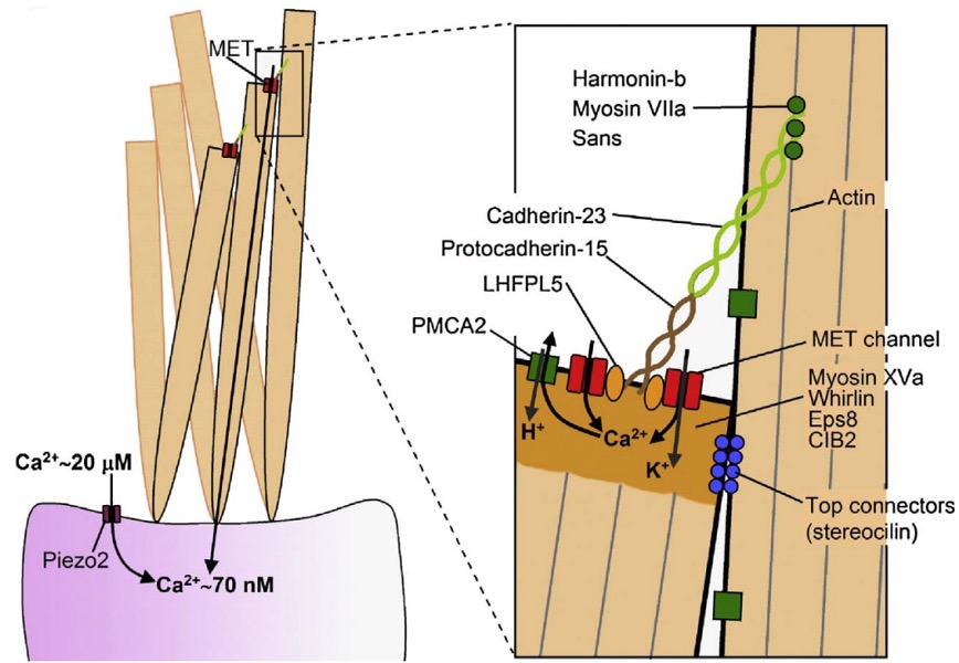 Schematics of the hair cell stereociliary bundle in the resting and deflected state.