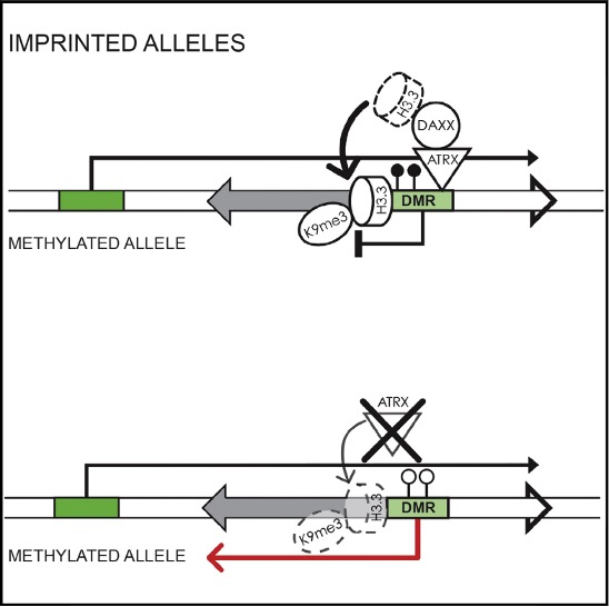 ATRX deposits the histone variant H3.3 at the methylated allele of imprinted differentially methylated regions.