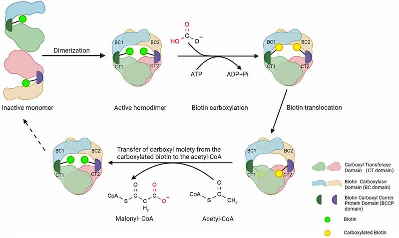 Structure of ACC1 and function of three main domains.