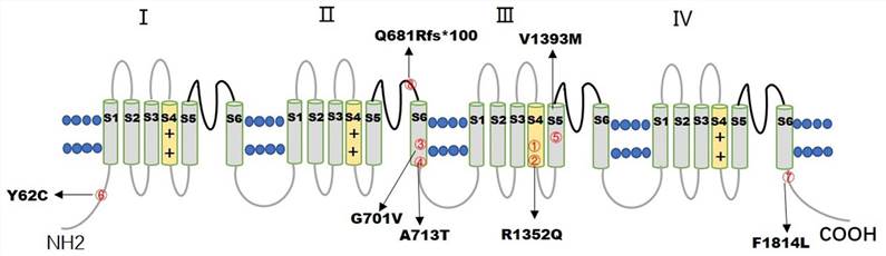 The distribution of 7 CACNA1A variants in the CaV2.1 channel.