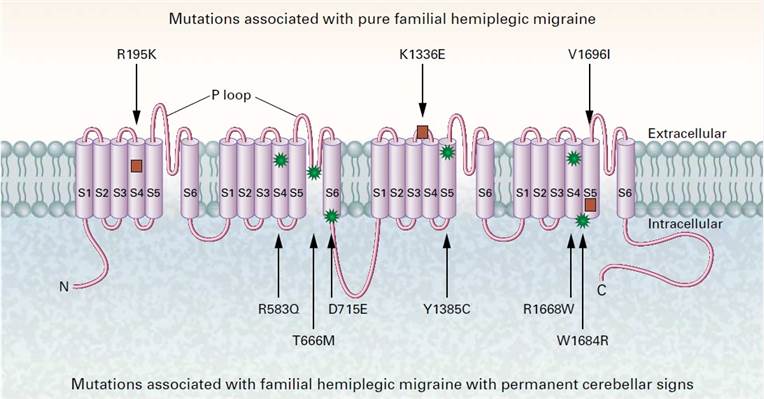 Mutations in CACNA1A causing hemiplegic migraine.