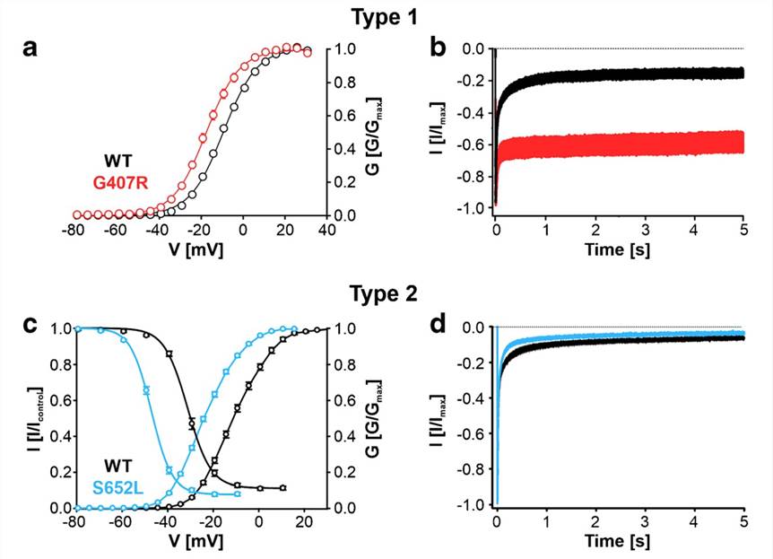 CACNA1D variants permit enhanced channel function of Cav1.3 L-type Ca2+ channels.
