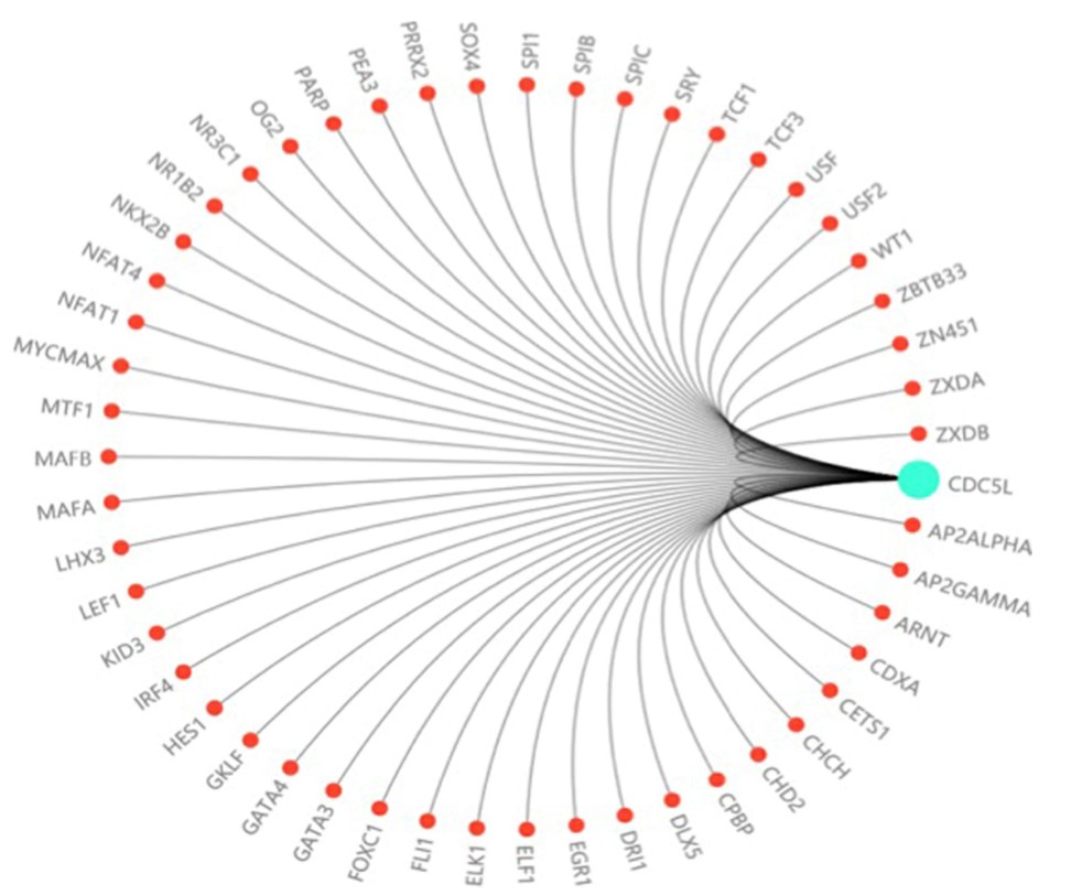 Prediction of transcription factors related to CDC5L.