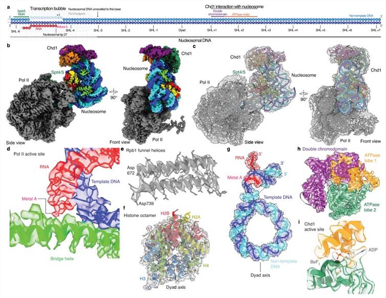 Cryo-EM of Pol ii-Spt4/5-nucleosome-Chd1 complex.