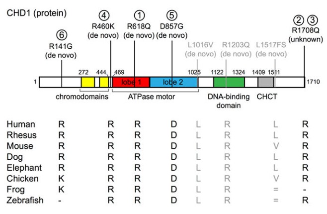 CHD1 gene and common mutations.
