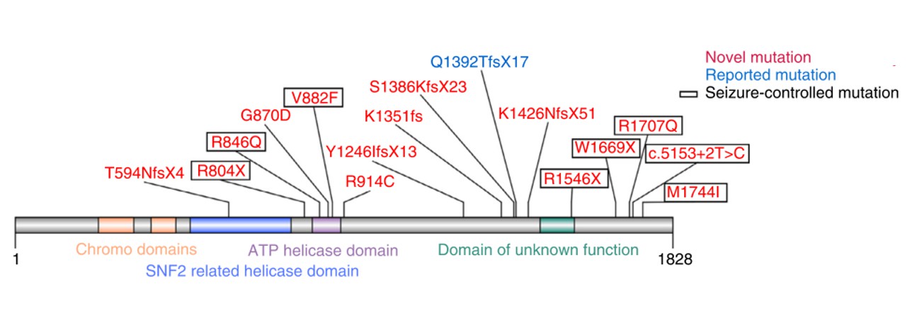 CHD2 gene and common mutation sites.