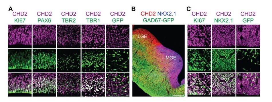  CHD2 regulates the proliferation of neural progenitors during forebrain development.