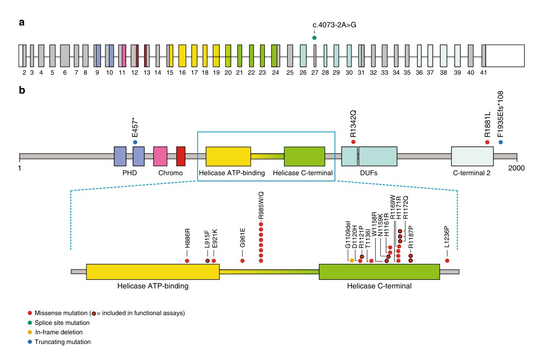 Schematic view of CHD3 transcript and protein with de novo mutations.
