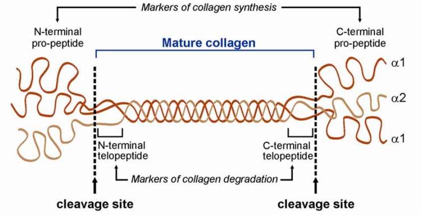 Structure of the collagen molecule, pro-collagen is comprised of two alpha-1 chains and one alpha-2 chain intertwined into a triple helix.