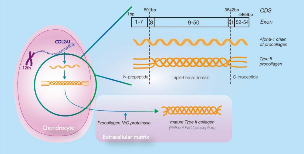 Process of formation of mature type II collagen.
