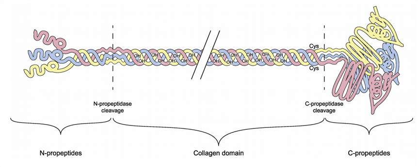 Structural domains of type III procollagen molecule.